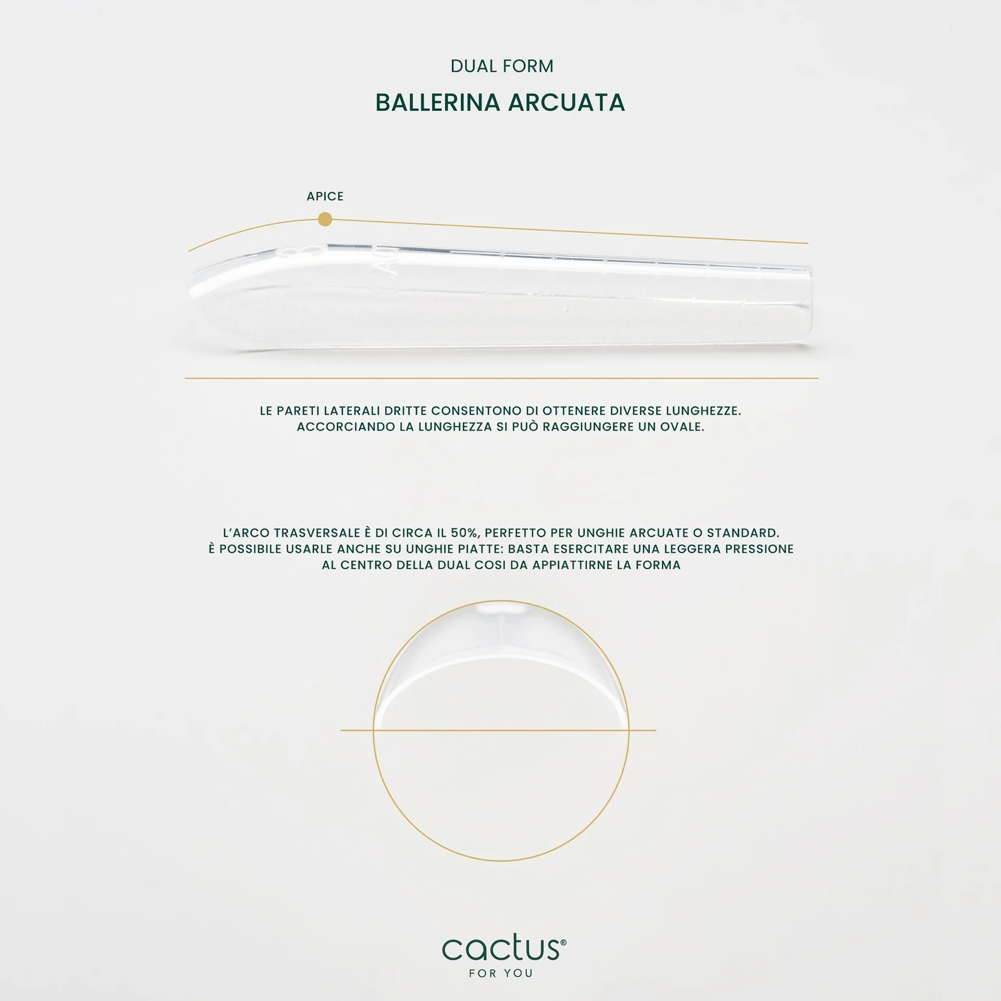 Dual Form Ballerina Arcuata - 150 pcs - Image 3