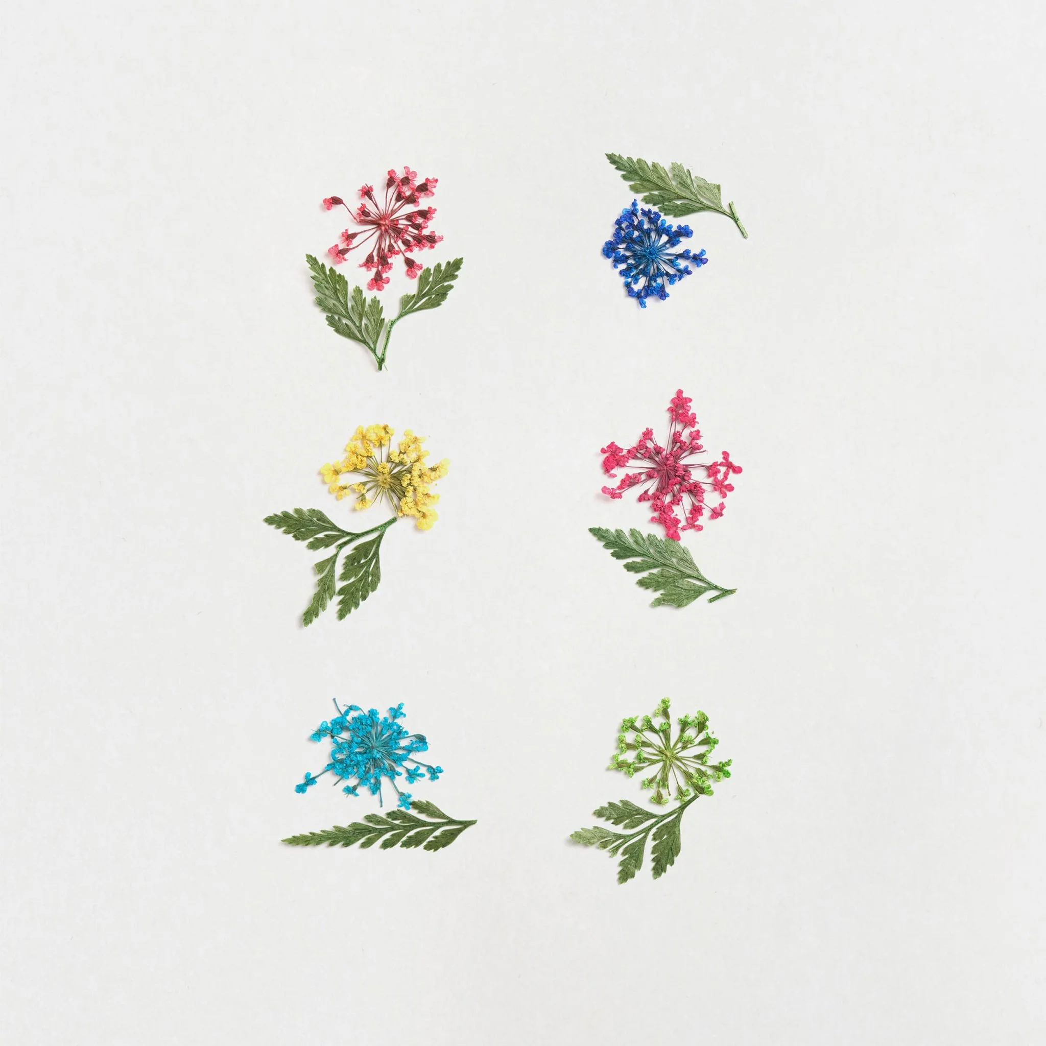 Fiori secchi - 6 pack